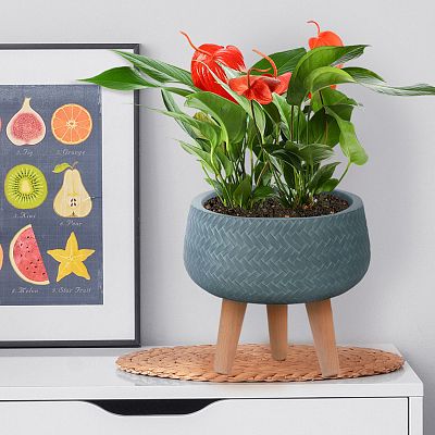 IDEALIST Lite Plaited Style Bowl Planter on Legs, Round Pot Plant Stand Indoor