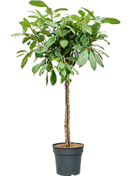 Lush African Fig Ficus cyathistipula Indoor House Plants