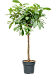 Lush African Fig Ficus cyathistipula Indoor House Plants
