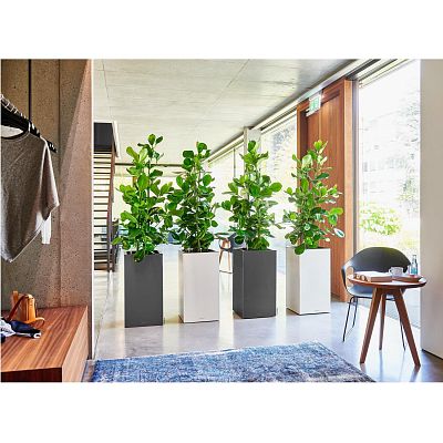 LECHUZA CANTO High Square Tall Poly Resin Self-watering Planter