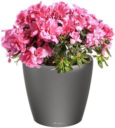 Blooming Azalea in LECHUZA CLASSICO LS Self-watering Planter, Total Height 40 cm
