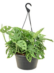 Shade-loving Monkey Leaf Monstera adansonii Indoor House Plants