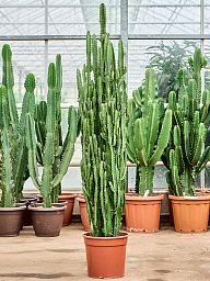 Easy-Care African Milk Tree Euphorbia trigona Indoor House Plants