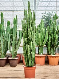 Easy-Care African Milk Tree Euphorbia trigona Indoor House Plants