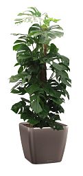 Monstera Deliciosa in LECHUZA QUADRO LS 43 Self-watering Planter, Total Height 150 cm