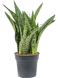 Fabulous Snake Plant Sansevieria masoniana 'Dragon' Indoor House Plants