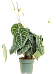 Anthurium clarinervium