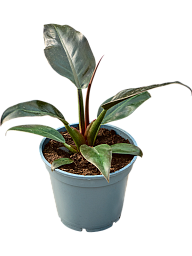 Lush Heart-Leaf Philodendron 'Imperial Red' Indoor House Plants