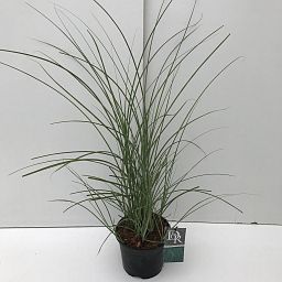 Easy-Care Maiden Grass Miscanthus sinensis 'Gracillimus' Indoor House Plants
