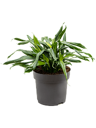 Lush Sancaena 'Fireflies Green' Indoor House Plants