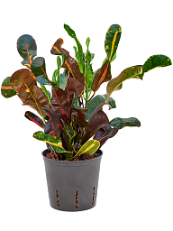 Striking Croton (Codiaeum) variegatum 'Mammi' Indoor House Plants