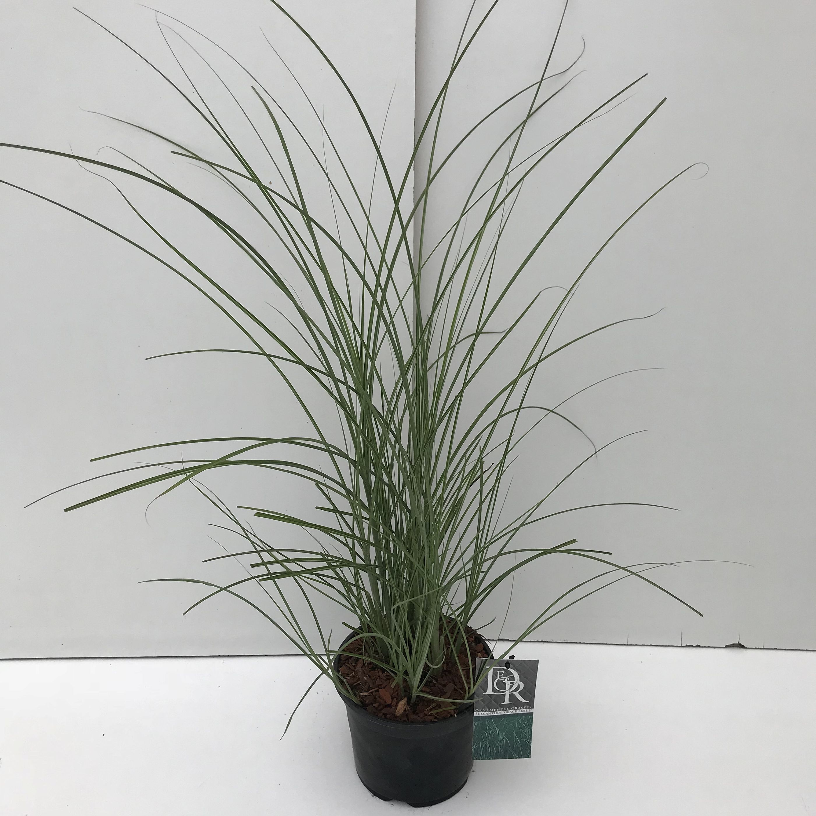 Easy-Care Maiden Grass Miscanthus sinensis 'Gracillimus' Indoor House Plants