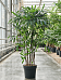 Tropical Lady Palm Rhapis excelsa Indoor House Plants