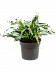 Lush Sancaena 'Fireflies Green' Indoor House Plants