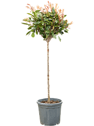 Lush Chinese Photinia x fraseri 'Red Robin' Outdoor Plants
