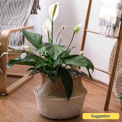 Photogenic Peace Lily Spathiphyllum 'Mont Blanc' Indoor House Plants