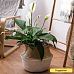 Photogenic Peace Lily Spathiphyllum 'Mont Blanc' Indoor House Plants