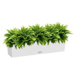 Nephrolepis Exaltata (Sword Fern) in LECHUZA BALCONERA Cottage Self-watering Planter, Total Height 5