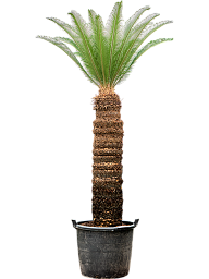 Sago Palm Cycas revoluta