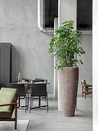 Easy-Care Umbrella Tree Schefflera arboricola 'Compacta' Tall Indoor House Plants Trees