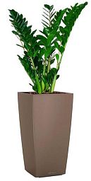 Zamioculcas Zamiifolia in LECHUZA CUBICO Color Self-watering Planter, Total Height 150 cm
