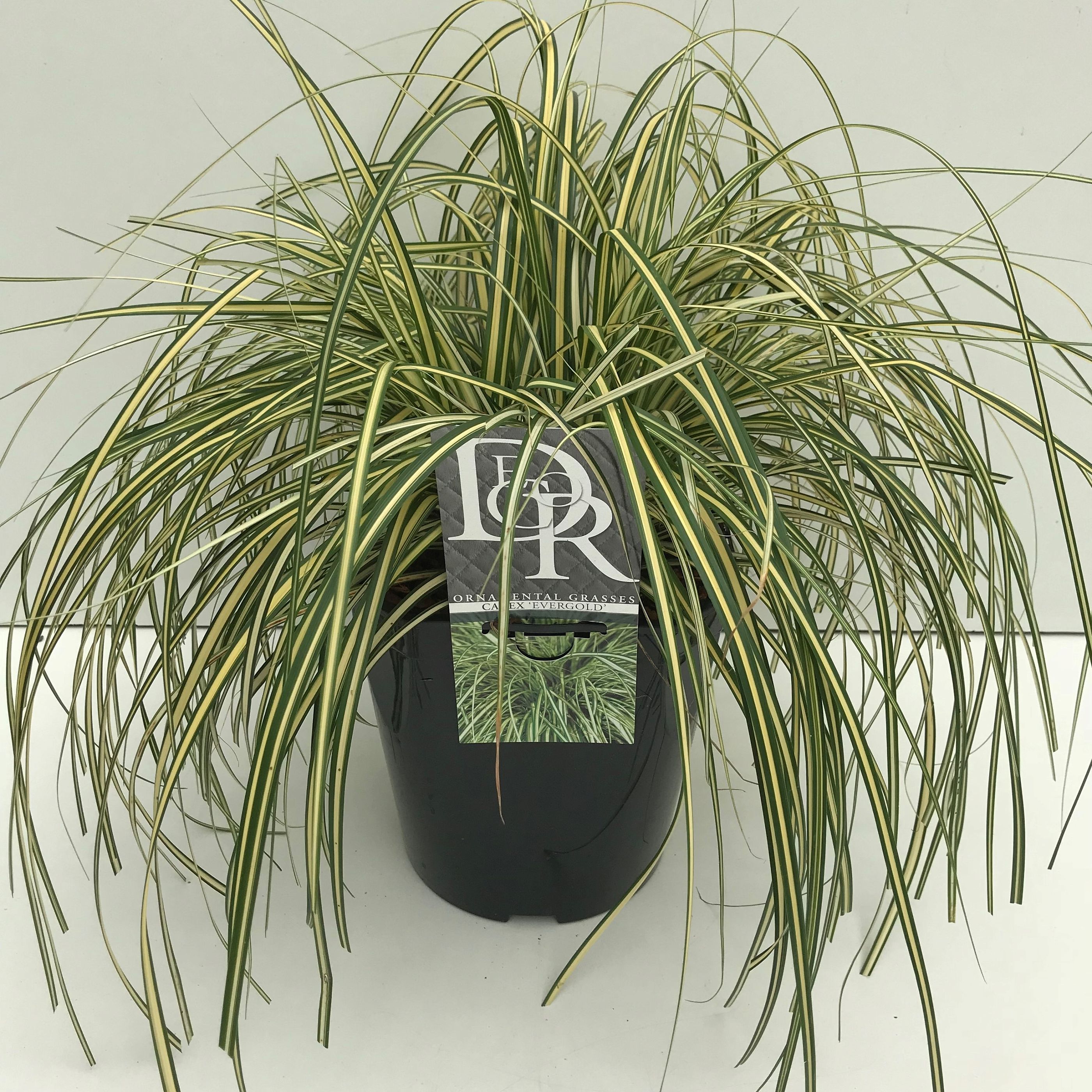Carex hachijoensis 'Evergold'