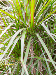 Showy Dragon Tree Dracaena marginata 'Sunray' Tall Indoor House Plants Trees