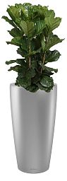 Ficus Lyrata in LECHUZA RONDO Self-watering Planter, Total Height 160 cm