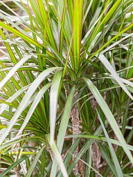 Showy Dragon Tree Dracaena marginata 'Sunray' Tall Indoor House Plants Trees