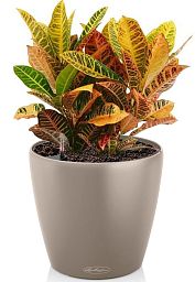 Codiaeum Mix in LECHUZA CLASSICO Color Self-watering Planter, Total Height 40 cm