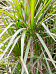 Showy Dragon Tree Dracaena marginata 'Sunray' Tall Indoor House Plants Trees