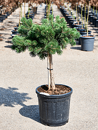 Showy Mountain Pine Pinus mugo 'Krauskopf' Outdoor Plants