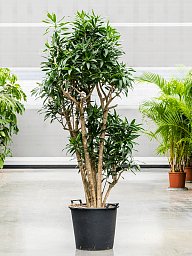 Easy-Care Dragon Tree Pleomele (Dracaena) reflexa Tall Indoor House Plants Trees