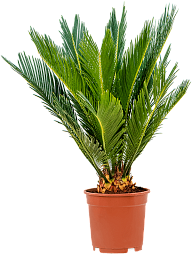 Sago Palm Cycas revoluta