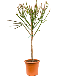 Easy-Care African Milk Tree Euphorbia alluaudii Indoor House Plants