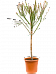 Easy-Care African Milk Tree Euphorbia alluaudii Indoor House Plants