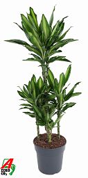 Colorful Corn Plant Dracaena fragrans 'Cintho' Indoor House Plants