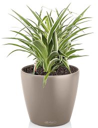 Chlorophytum Atlantic in LECHUZA CLASSICO Color Self-watering Planter, Total Height 35 cm