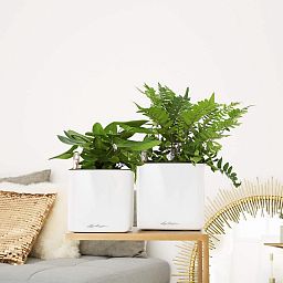 LECHUZA CUBE Glossy Square Poly Resin Indoor Self-watering Planter