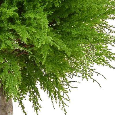 Topiary Cedar Ball Single Artificial Tree Plant
