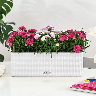 LECHUZA CUBE Color Square Poly Resin Indoor Self-watering Planter Set