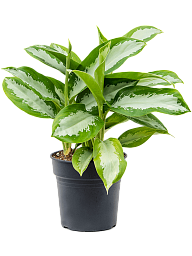 Showy Chinese Evergreen Aglaonema 'Silver Moon' Indoor House Plants