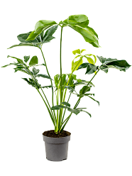 Lush Heart-Leaf Philodendron 'Green Wonder' Indoor House Plants