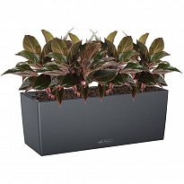 Potted House Plant Aglaonema Crete in LECHUZA BALCONERA Color Slate Se...