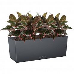Aglaonema Crete in LECHUZA BALCONERA Color Self-watering Planter, Total Height 45 cm
