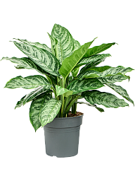 Aglaonema 'Chantal'