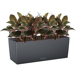 Aglaonema Crete in LECHUZA BALCONERA Color Self-watering Planter, Total Height 45 cm