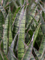Easy-Care Snake Plant Sansevieria kirkii Indoor House Plants