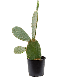 Easy-Care Barbary Fig Opuntia indica Indoor House Plants