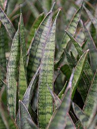 Easy-Care Snake Plant Sansevieria kirkii Indoor House Plants